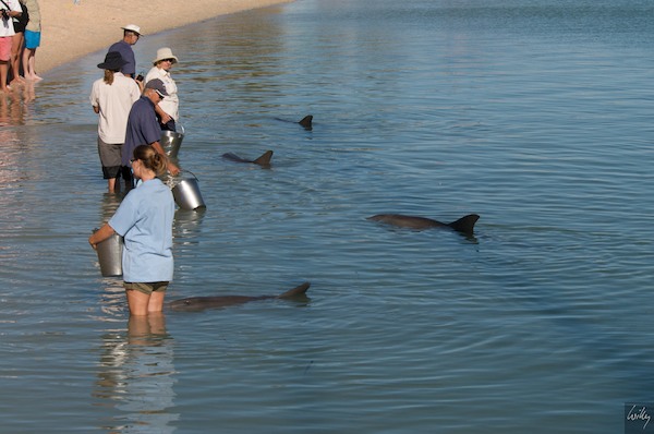 AustraliaPerth 10  105